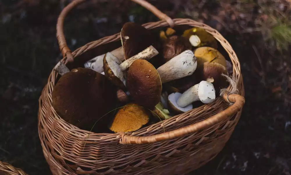 How to grow nushroom
